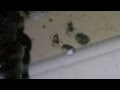 Slow Motion Notion A Bug S Life