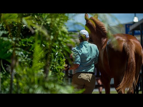 2019 Gold Coast National Yearling Sale - Day 3 & Racehorse Sale