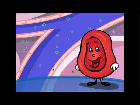 Exploring the Heart - The Circulatory System! | AboutKidsHealth at The Hospital for Sick Children