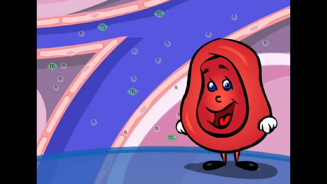 Exploring the Heart - The Circulatory System! | AboutKidsHealth at The Hospital for Sick Children