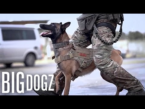 This Belgian Malinois Is Trained To A Military Standard | BIG DOGZ