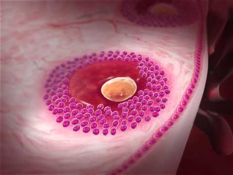 Oogenesis: Learn@Visible Body