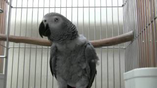 音痴☆唯我独尊状態のうめ_African grey, Ume sings seiko chan (?)