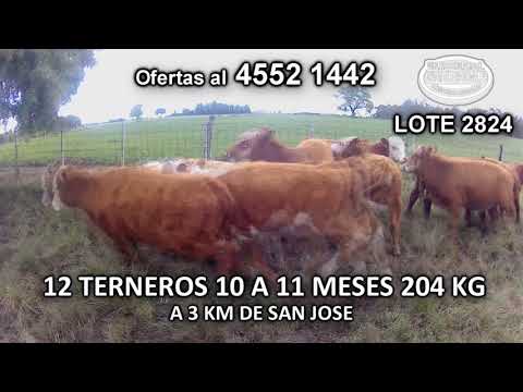 Lote 12 Terneros 7 HE c/ RA- 4 HE- 1 HE c/ NO 204 Kgkg -  en Paraje Rocho- A 3 Km de San José