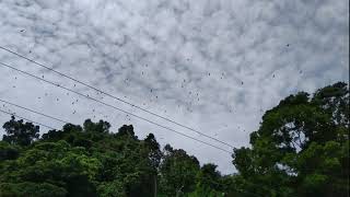 preview picture of video 'Flying Foxes at Mambukal Resort'