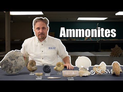 All About Ammonites