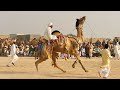 Beautiful Camel Race and Dance in Cholistan Desert | رقص الجمل الجميل  [Subtitled]