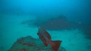 Arco del Cabron | PLAYA DEL CABRON AL ARCO  - GRAN CANARIA - Las Palmas Agüimes España foto 8