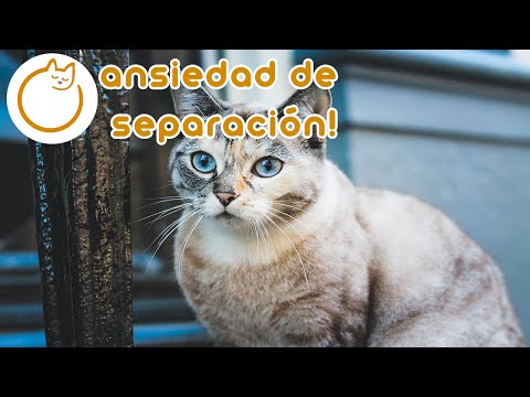 12 horas de música relajante para gatos - ¡Curación de ansiedad por separación!
