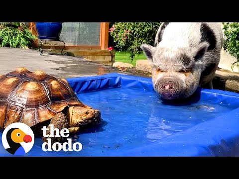 La dolce metà del maiale salvato è una tartaruga | The Dodo