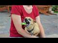 Good Boys Being Bad Dogs Best National Dog Day Fails