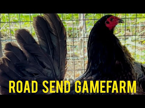 ROAD SEND GAMEFARM - Black Mug Broodcock
