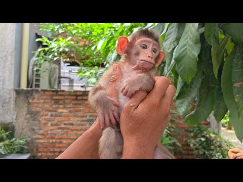 LOOK AT THE LIP EXPRESSIONS ON THIS PIG-TAILED MONKEY! VERY STRANGE