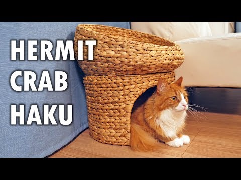 We gave our cats new cat beds