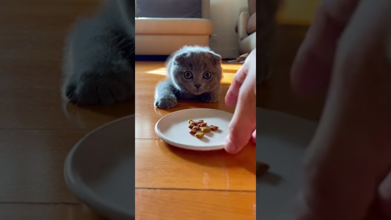 give me back my phone... i don't want your treats...😿 #cat #animallife #cute #funny #animals