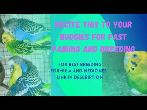 recite this your budgies | use full sound for breeding #budgies on #mating and #fastpairing