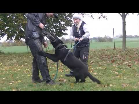 Zeus Vamoz Bohemia - defence - 8 months