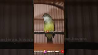 Download lagu Pancingan Cucak Jenggot  Full Beset Versi Slow #cucakjenggotgacor #cucakjenggotjawa mp3 Download lagu Pancingan Cucak Jenggot  Full Beset Versi Slow #cucakjenggotgacor #cucakjenggotjawa mp3