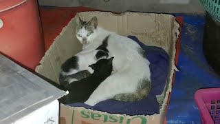 可愛いすぎる子猫 Part 2 || 芸能界ニュース