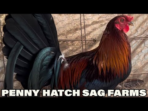 Penny Hatch SAG FARMS Beautiful Birds