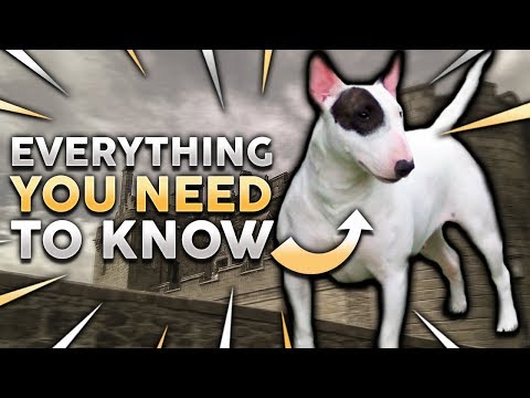 BULL TERRIER 101! Everything You Need To Know About Owning a Bull Terrier Puppy