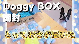 【犬との暮らし】とっておきが届いた。ぶーちゃんと過ごす特別なDoggy Box開封日#bostonterrier #doggybox