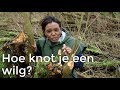 Hoe knot je een wilg?  | Doen ze dat zo? | Het Klokhuis