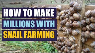 How to Start Snail Farming in Africa and How Much Money You Can Make From It