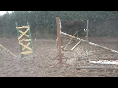 Źrebak po Cascadello I od  Clini po Clinton I