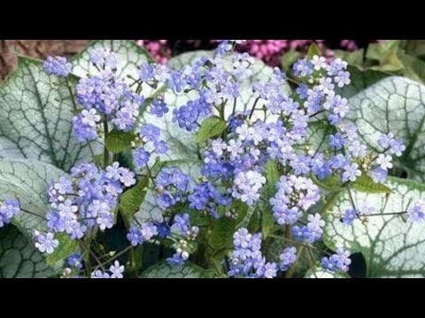 Бруннера Силвер Харт вариегатная / ОКС - фото 3 - id-p2885389650