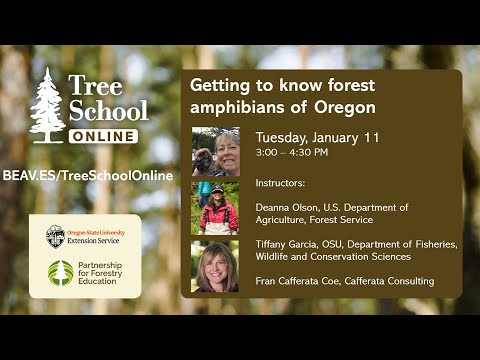 Tree School Online: Getting to know forest amphibians of Oregon