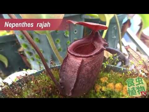 බදුරා මල සතෙක් ගිලින අයුරු