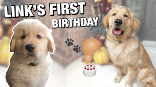 GOLDEN RETRIEVER TURNS ONE 🐾 Link's birthday party + baking dog friendly cupcakes!