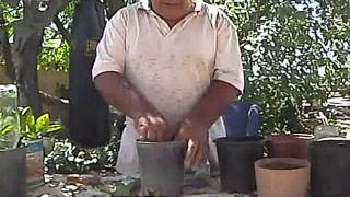 How to grow plants without seeds