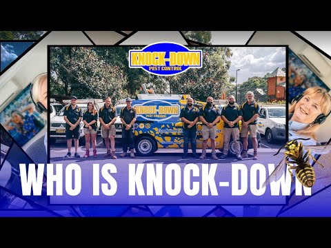 Who Is Knock-Down Pest Control Sydney? Leading In Pest Control Sydney