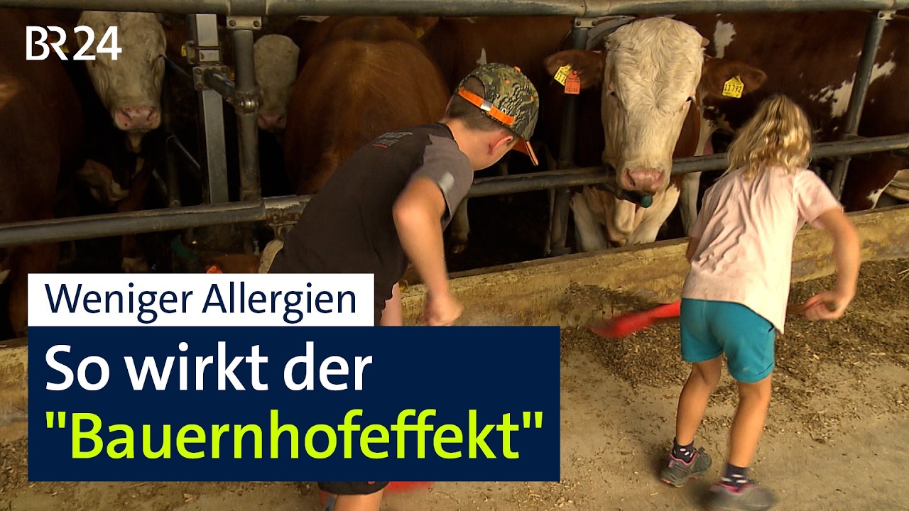 Weniger Allergien: So wirkt der "Bauernhofeffekt" | BR24