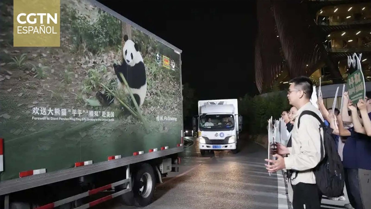 Pareja de pandas gigantes parte hacia el Zoológicode Atlanta, donde permanecerá 10 años