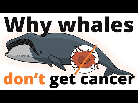 The Secret behind WHY Whales HAVE NO CANCER