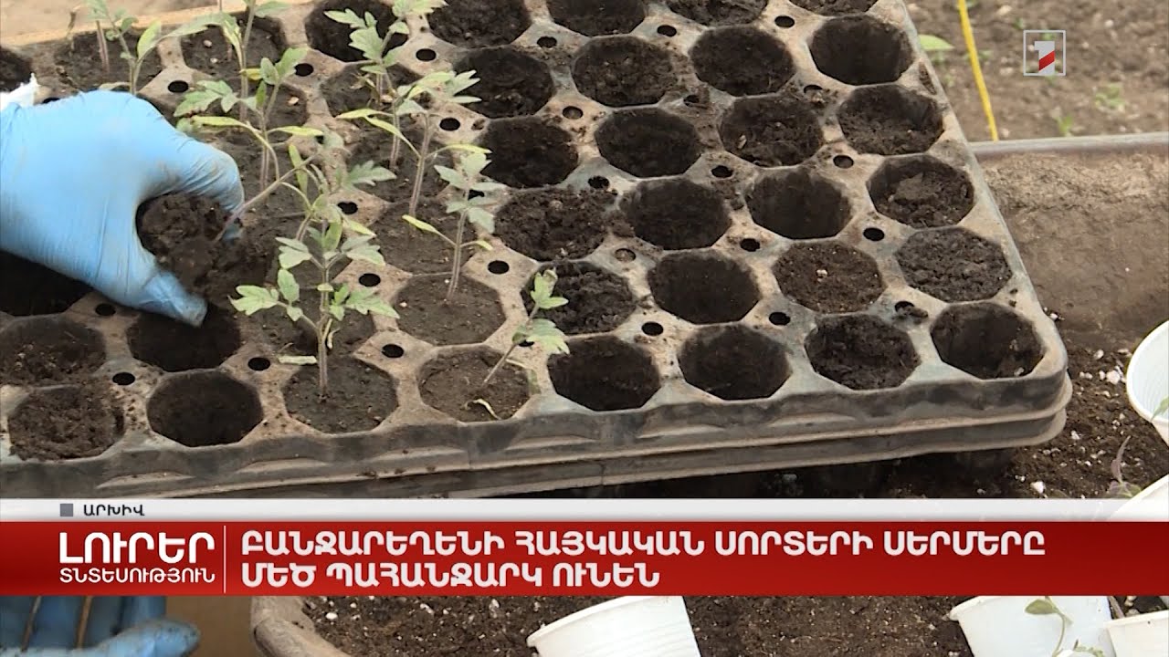 Բանջարեղենի հայկական սորտերի սերմերը մեծ պահանջարկ ունեն