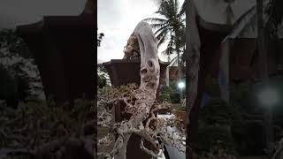Download lagu Bonsai Serut Slanting Inspirasi 👍 #bonsai #pamnasbonsai #bonsaitree #tanaman #bonsaiideas mp3 Download lagu Bonsai Serut Slanting Inspirasi 👍 #bonsai #pamnasbonsai #bonsaitree #tanaman #bonsaiideas mp3