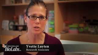 Restriction Enzyme Digest Protocol: Cutting Close to DNA End