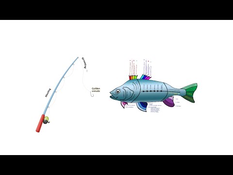 OSCE fish clinical examination system