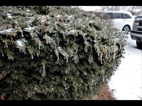 Winter storm | Ice Storm 2021 | Louisville | Kentucky
