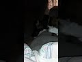 Lazy Dogs Be Like