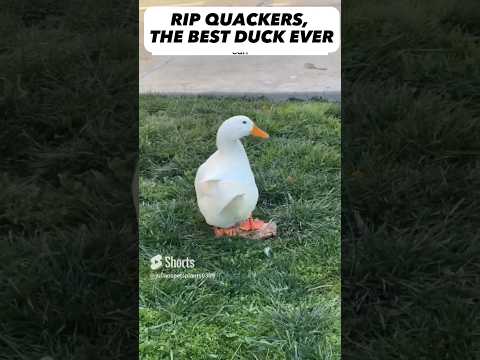 Rip my pet duck Quackers 😭🥹❤️🫶 #shorts