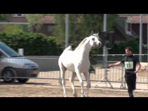 Fayyim C Show West Junior kampioenschappen ZILVER