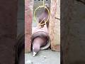 Bird trap easy homemade //Pigeon trap using stick