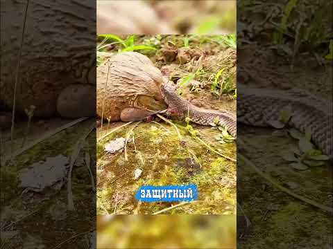 Неожиданный финал битвы жабы и змеи!