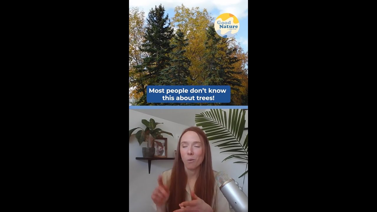Trees actually talk to each other 🌳