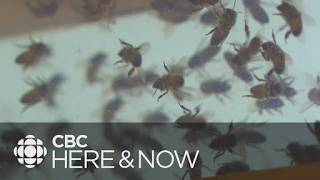 Here & Now Tue, Aug. 25th 2026 l West coast honey company says tariffs impacting business